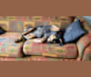 Nellie, a Bluetick Coonhound tested with EmbarkVet.com