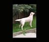 Hope of United World of the source of Life, a Labrador Retriever tested with EmbarkVet.com