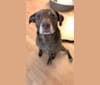 Nala, a Labrador Retriever and American Pit Bull Terrier mix tested with EmbarkVet.com