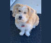 Walter, a Lhasa Apso and American Eskimo Dog mix tested with EmbarkVet.com