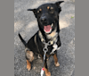 Boston, an Australian Cattle Dog and American Pit Bull Terrier mix tested with EmbarkVet.com