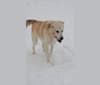 Kodiak, a Great Pyrenees and German Shepherd Dog mix tested with EmbarkVet.com