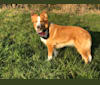 Pepina, an Eastern European Village Dog and German Shepherd Dog mix tested with EmbarkVet.com
