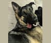 Photo of Brutus, a German Shepherd Dog and Samoyed mix in Utah, USA