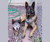 LIAM, a German Shepherd Dog and Belgian Malinois mix tested with EmbarkVet.com