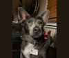 Josie, a Pomeranian and Chihuahua mix tested with EmbarkVet.com