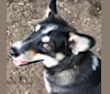 Poco, a South Asian Village Dog tested with EmbarkVet.com