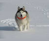 Ranger, a Siberian Husky and Alaskan Malamute mix tested with EmbarkVet.com