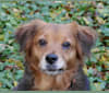 Meg, a Rottweiler and Russell-type Terrier mix tested with EmbarkVet.com