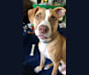 Photo of Reynold, an American Pit Bull Terrier and American Staffordshire Terrier mix in Pittsburgh, Pennsylvania, USA