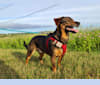 Wilbur, a Dachshund and Norwegian Elkhound mix tested with EmbarkVet.com