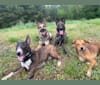 Photo of Birdie, an American Pit Bull Terrier, Treeing Walker Coonhound, Siberian Husky, Rat Terrier, Labrador Retriever, and Mixed mix
