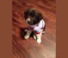 Angelo, a Labrador Retriever and Golden Retriever mix tested with EmbarkVet.com