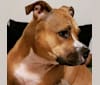 Emma, an American Bully and American Staffordshire Terrier mix tested with EmbarkVet.com