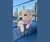 Dug, a Chihuahua and Poodle (Small) mix tested with EmbarkVet.com