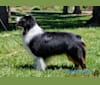 Photo of Zoom, an Australian Shepherd Group  in Saint George, UT, USA