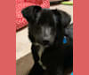 Lily, a Labrador Retriever and Beagle mix tested with EmbarkVet.com