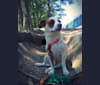 Jasper, a Chihuahua and English Springer Spaniel mix tested with EmbarkVet.com