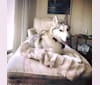 Sesi, a Siberian Husky and German Shepherd Dog mix tested with EmbarkVet.com