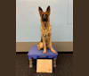 Ivy, a German Shepherd Dog tested with EmbarkVet.com