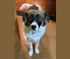 Domino, a Great Pyrenees and Australian Shepherd mix tested with EmbarkVet.com