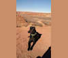 Foster, a Labrador Retriever and Rottweiler mix tested with EmbarkVet.com