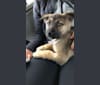 Kaya, a German Shepherd Dog and Akita mix tested with EmbarkVet.com