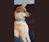 Riker, a Pomeranian and Chihuahua mix tested with EmbarkVet.com
