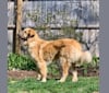 Tucker, a Great Pyrenees tested with EmbarkVet.com