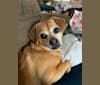 Ginger Bellar, a Beagle and Chihuahua mix tested with EmbarkVet.com