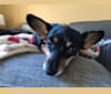 Haley, a Dachshund and Chihuahua mix tested with EmbarkVet.com