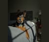 Gimli, an Australian Cattle Dog and Rottweiler mix tested with EmbarkVet.com