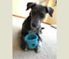 Tobi-ko, a Staffordshire Terrier and Doberman Pinscher mix tested with EmbarkVet.com
