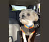 Saban, a Lhasa Apso and Boston Terrier mix tested with EmbarkVet.com