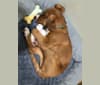 Photo of Viola, an American Pit Bull Terrier, Catahoula Leopard Dog, German Shepherd Dog, Australian Cattle Dog, and Mixed mix in Kalamazoo, Michigan, USA