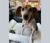 Lola, a Rat Terrier and Beagle mix tested with EmbarkVet.com