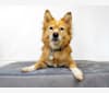 Short Rib "Shorty", a Japanese or Korean Village Dog tested with EmbarkVet.com