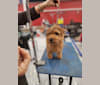 Otis, a Norfolk Terrier tested with EmbarkVet.com