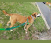 President Nixon, a Redbone Coonhound and Great Pyrenees mix tested with EmbarkVet.com