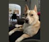 Photo of Echo, an American Eskimo Dog, Australian Shepherd, Australian Cattle Dog, American Pit Bull Terrier, Boxer, and Labrador Retriever mix in New Orleans, LA, USA