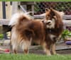 Noisette, a Finnish Lapphund tested with EmbarkVet.com