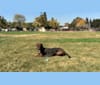 Choco, a German Shepherd Dog and Golden Retriever mix tested with EmbarkVet.com