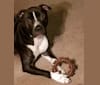 Photo of Tank, an American Pit Bull Terrier, Bulldog, Boxer, and American Staffordshire Terrier mix in Washington, NC, USA