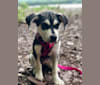 Yuki, a Siberian Husky and Beagle mix tested with EmbarkVet.com