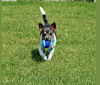 Takodah the Tornado, a Rat Terrier tested with EmbarkVet.com