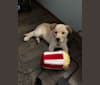 Murphy, a German Shepherd Dog and Australian Shepherd mix tested with EmbarkVet.com