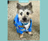 Max, a Cairn Terrier tested with EmbarkVet.com