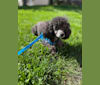 Bolt, a Poodle (Small) tested with EmbarkVet.com