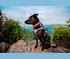 Beaker, a Chow Chow and German Shepherd Dog mix tested with EmbarkVet.com