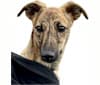 Hunni B, a Whippet and Border Collie mix tested with EmbarkVet.com